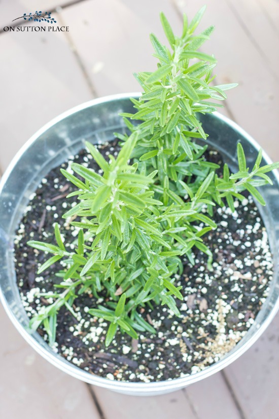rosemary container herb garden
