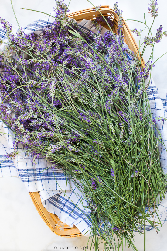 fresh lavender stems in basket